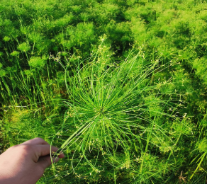 基地大量供應(yīng) 水生植物基地 批發(fā) 旱傘草 出售大量各種水生植物