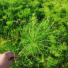 基地大量供應(yīng) 水生植物基地 批發(fā) 旱傘草 出售大量各種水生植物