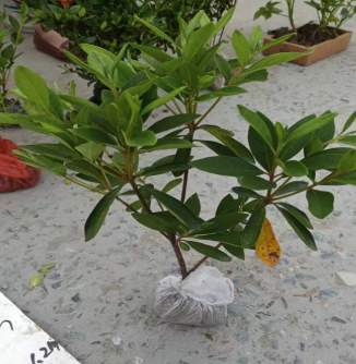 基地大量出售 毛鵑 春鵑 夏鵑 毛杜鵑 品種齊全 量大優(yōu)惠