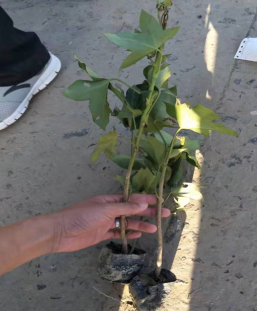 基地大量 熊掌木 大量出售盆栽 成活高 各種規(guī)格 品種齊全