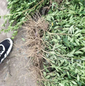杭州基地出售小葉梔子 大葉梔子 量大優(yōu)惠品種齊全 工程 公園