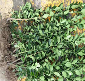基地出售 大葉黃楊 工程 別墅 量大優(yōu)惠 品種齊全量大優(yōu)惠