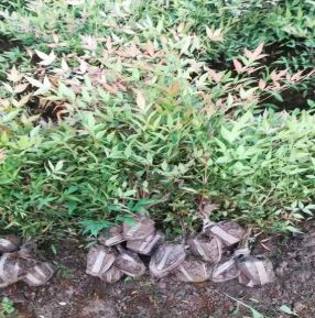 基地 南天竹 盆栽 各種規(guī)格 品種基地量出售品種齊全工程