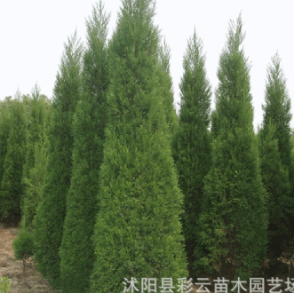 供應刺柏小苗 工程綠化刺柏樹苗 園林造型耐寒植物道路行道風景樹