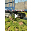 批發園林綠化大葉黃楊苗行道綠籬植物公園精品灌木球盆栽冬青衛矛