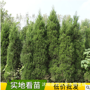 批發蜀檜苗園林綠化工程苗行道樹 四季常青塔柏樹苗龍柏苗蜀檜
