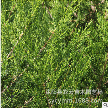 基地直銷蜀檜樹苗塔柏工程綠化苗木園林色塊綠化苗木四季常青蜀檜