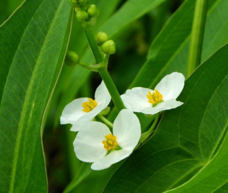 水生植物慈姑苗 河邊池塘觀賞花卉 四季常青庭院種植凈化慈姑苗