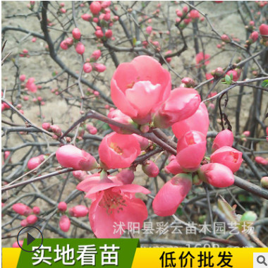 苗圃直銷鐵桿海棠 園林色塊綠化 庭院風景 貼梗海棠 庭院盆栽花
