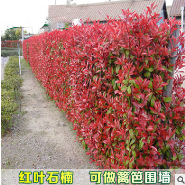 紅葉石楠樹苗四季常青庭院別墅綠化苗木盆栽紅羅賓籬笆苗景觀包郵