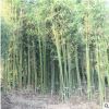 連翹樹苗室外庭院花卉植物連翹苗戶外工程綠化苗四季抗寒連翹花苗