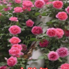 爬藤月季四季開花大苗攀爬藤本月季花苗特大花玫瑰薔薇花苗月季苗