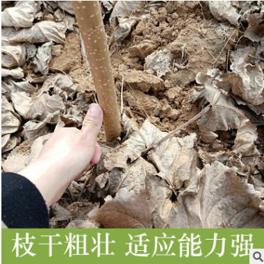 白楊樹苗 白楊樹 楊樹苗 107速生楊樹苗 植樹造林 白楊苗包郵