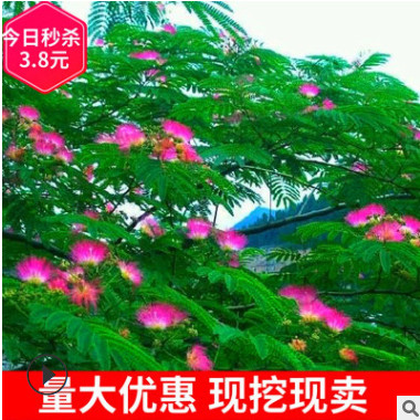 合歡花樹苗工程園林綠化植物合歡樹苗樹木庭院綠化苗包郵芙蓉樹苗