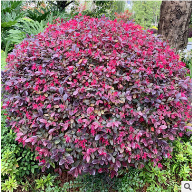 庭院綠化植物四季青花卉紅花繼木樹苗高檔灌木觀賞綠籬紅花繼木球