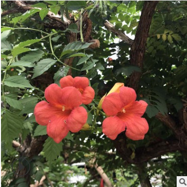凌霄花苗攀爬庭院植物美國凌霄花苗爬藤植物盆栽地栽凌霄花老樁