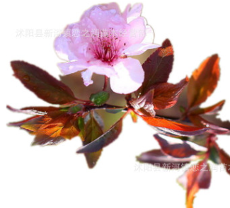 紫葉李樹苗南方北方種植庭院綠化樹當(dāng)年開花結(jié)果特大紅葉李樹苗