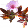 紫葉李樹苗南方北方種植庭院綠化樹當(dāng)年開花結(jié)果特大紅葉李樹苗