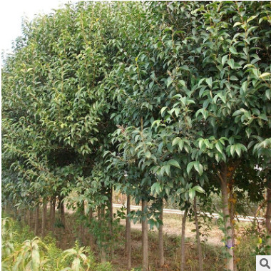 大葉女貞樹苗園林綠化苗南方北方種植庭院地栽盆栽四季常青女貞苗