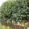 大葉女貞樹苗園林綠化苗南方北方種植庭院地栽盆栽四季常青女貞苗