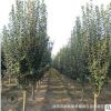 榆葉梅樹苗 基地量大特價工程綠化苗木行道觀賞多花樹狀榆葉梅苗