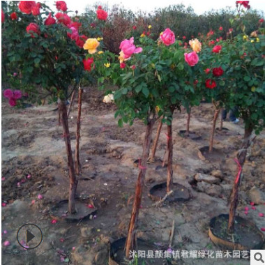 紅葉石楠球基地清理促銷獨桿小苗大杯小杯苗圃紅頭綠化色塊庭院園