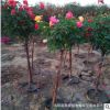 紅葉石楠球基地清理促銷獨桿小苗大杯小杯苗圃紅頭綠化色塊庭院園