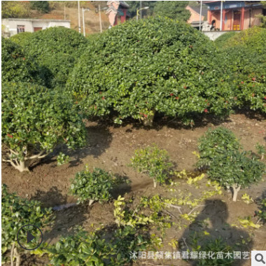枸骨球直銷無刺枸骨金玉滿堂園林綠化規格齊全工程庭院花園造景優