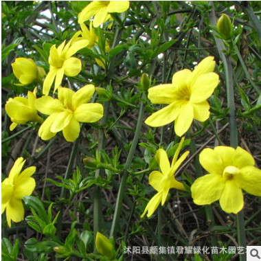 迎春花苗基地直銷苗圃量大一手價云南黃素馨園林綠化工程耐旱寒易