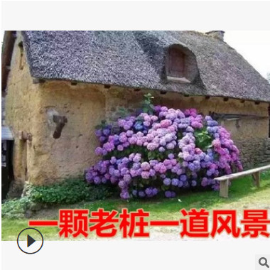 金邊黃楊苗基地花邊常色不落葉耐寒易活綠化工程綠籬黃灌木量大批