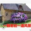 金邊黃楊苗基地花邊常色不落葉耐寒易活綠化工程綠籬黃灌木量大批
