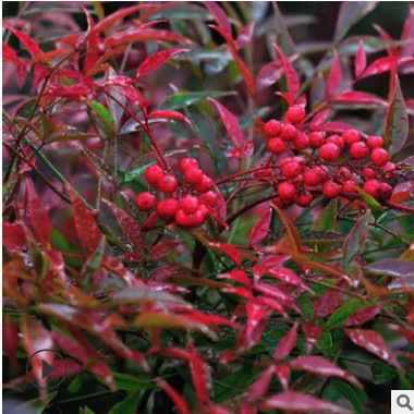 南天竹子紅天竺基地常色塊苗圃綠紅色果秋冬觀葉盆栽庭院綠化工程