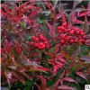 南天竹子紅天竺基地常色塊苗圃綠紅色果秋冬觀葉盆栽庭院綠化工程