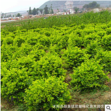 金葉女貞苗 球 苗圃基地 叢生綠化灌木球 黃葉女貞苗 金葉女貞球
