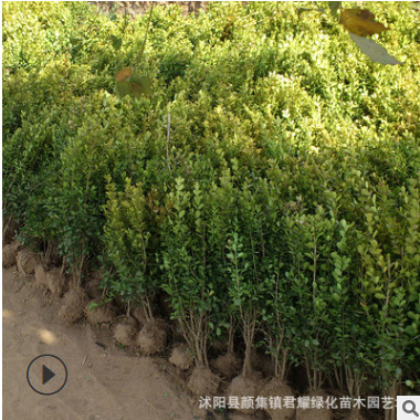 瓜子黃楊小苗基地單條毛球色塊用綠化帶工程小葉黃楊苗耐寒易活級