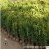 瓜子黃楊小苗基地單條毛球色塊用綠化帶工程小葉黃楊苗耐寒易活級