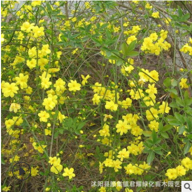 批發迎春 迎春花 迎春小苗 園林綠化黃老虎苗工程苗 種植基地苗圃