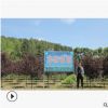供應各種彩葉 紫葉稠李 紫葉稠李造型批發