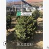 紅豆杉 東北紅豆杉基地 紅豆杉批發 紅豆杉價格