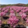 基地紅葉榆葉梅供應耐寒彩葉樹 紅葉榆葉梅芽批發