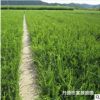 基地批發(fā)黃楊 朝鮮黃楊樹(shù)苗 小葉黃楊等各種綠化苗木 規(guī)格齊全