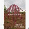 基地批發(fā)彩葉新品種垂枝海棠 垂絲海棠批發(fā)供應(yīng) 花后可以觀果