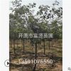 山楂樹(shù)最新價(jià)格 山楂樹(shù) 山楂樹(shù)苗大金星基地批發(fā)