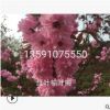 遼寧苗圃榆葉梅 紅葉榆葉梅價(jià)格優(yōu)惠 紅葉榆葉梅批發(fā)