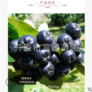 遼寧美國紅楓基地 美國紅楓小苗 耐寒美國紅楓批發供應