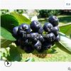 黑果腺肋花楸提取物 批發(fā)【黑果花楸】 大量供應(yīng)