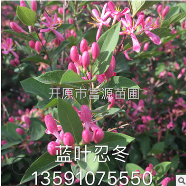 苗圃批發藍葉忍冬 紅花忍冬 學校綠化植物開花樹苗適合北方種植