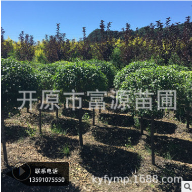 花圃基地玉簪 紫花玉簪 多年生宿根花卉 東北玉簪花批發供應