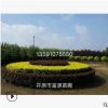 開(kāi)原苗圃綠化苗木 大量供應(yīng)各種彩葉綠化苗木