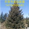 云杉直銷 綠化專用樹 青扦云杉/白扦云杉 4米云杉批發 價格優惠